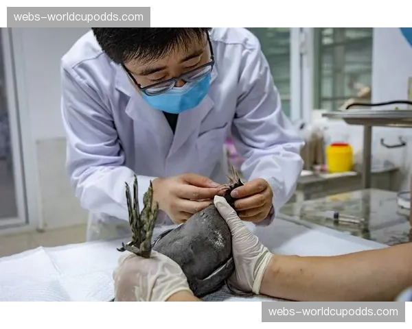 后台直击:医疗团队紧急处理副赛中受伤选手的伤口